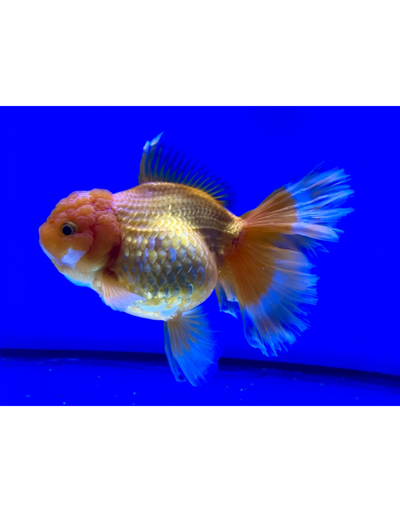 Löwenkopf Goldfisch "Schleier" - Carassius auratus  XXL