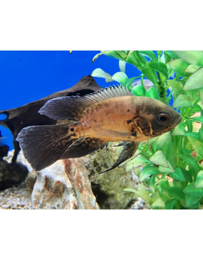 Pfauenaugen Buntbarsch - Astronotus ocellatus "Rot Schleier"