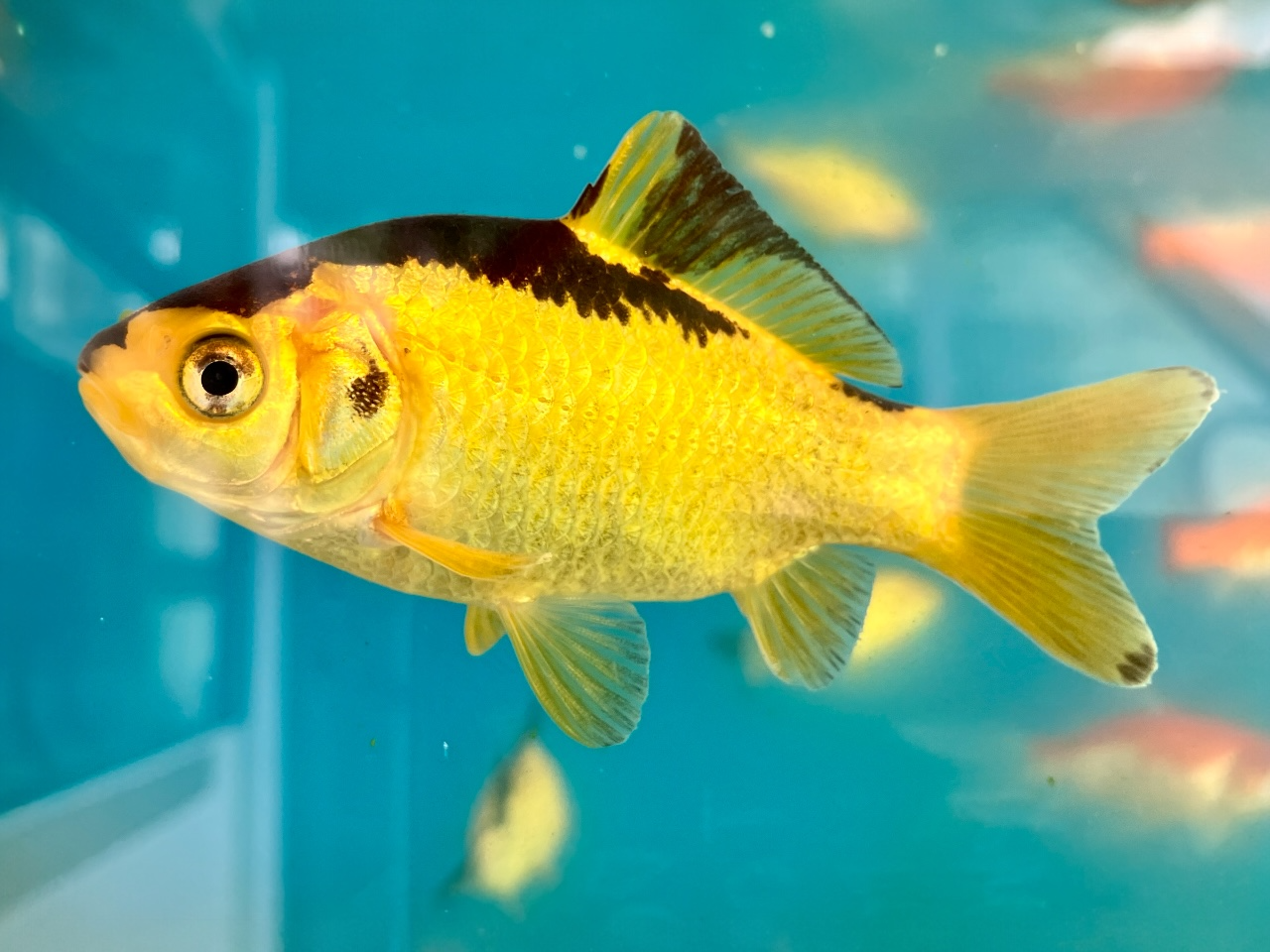 Goldfisch - Carassius auratus "Gelb/schwarz" - kaufen im Aqua Planet Online  Shop