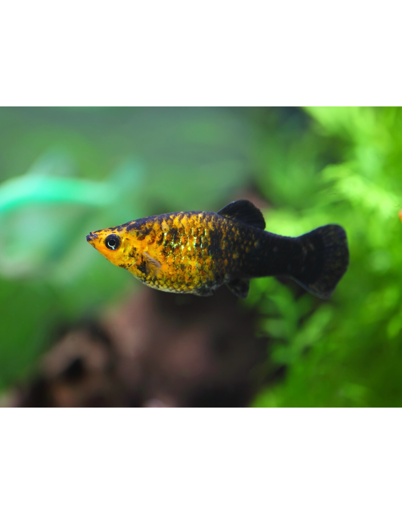 Molly - Poecilia sphenops "Goldstaub tuxedo"