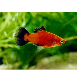 Platy - Xiphophorus maculatus "Rot wagtail"