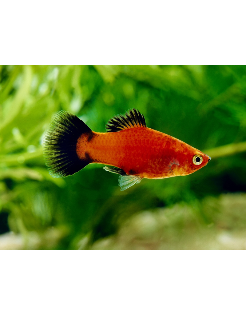 Platy - Xiphophorus maculatus "Rot wagtail"
