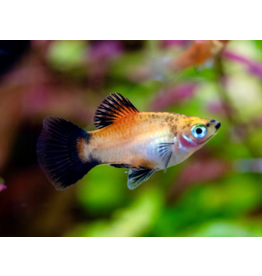 Platy - Xiphophorus maculatus "Gelb Wagtail"