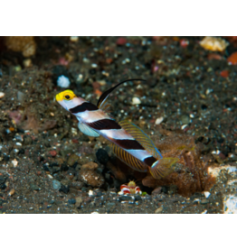 Lanzen Symbiosegrundel - Stonogobiops nematodes
