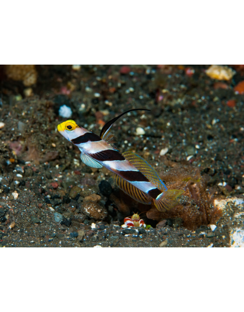 Lanzen Symbiosegrundel - Stonogobiops nematodes