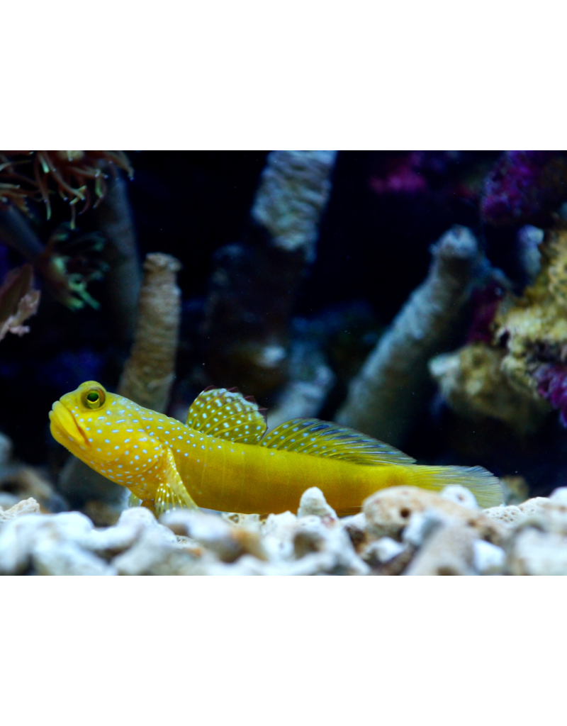 Zitronengrundel - Cryptocentrus cinctus