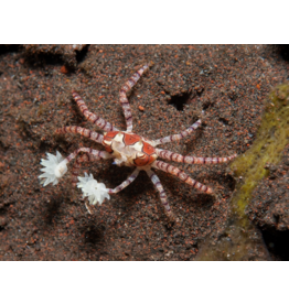 Boxerkrabbe - Lybia tessellata