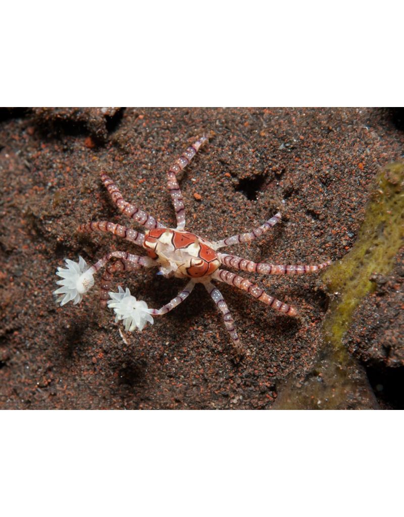 Boxerkrabbe - Lybia tessellata