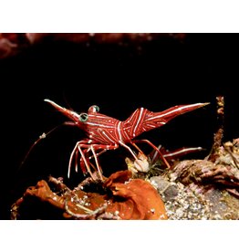 Durban Tanzgarnele - Rhynchocinetes durbanensis