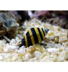 Hummelschnecke - Engina mendicaria