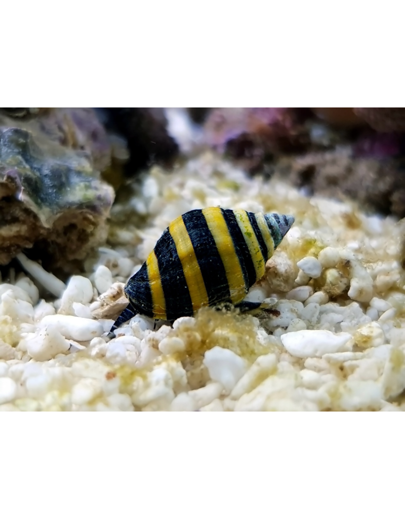 Hummelschnecke - Engina mendicaria