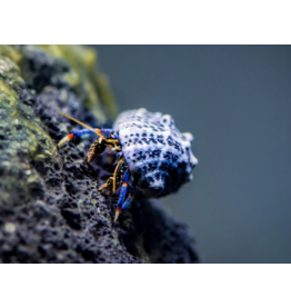 Blaubein Einsiedlerkrebs - Clibanarius tricolor