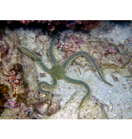 Olivgrüner Schlangenstern - Ophiarachna incrassata