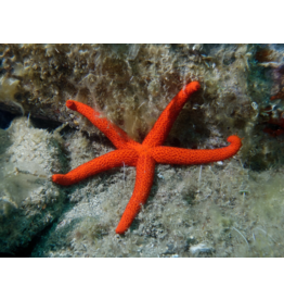 Orangenfinger Seestern - Echinaster sepositus