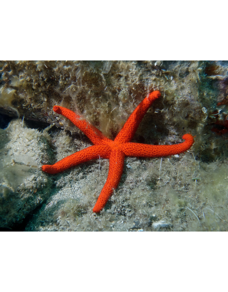 Orangenfinger Seestern - Echinaster sepositus