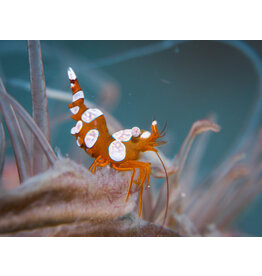 Hohlkreuzgarnele - Thor amboinensis