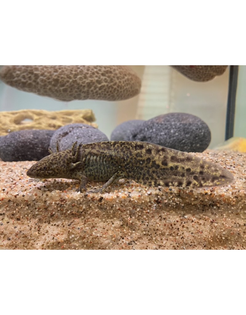 Axolotl - Ambystoma mexicanum "Grau"