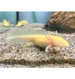 Axolotl - Ambystoma mexicanum "Albino"