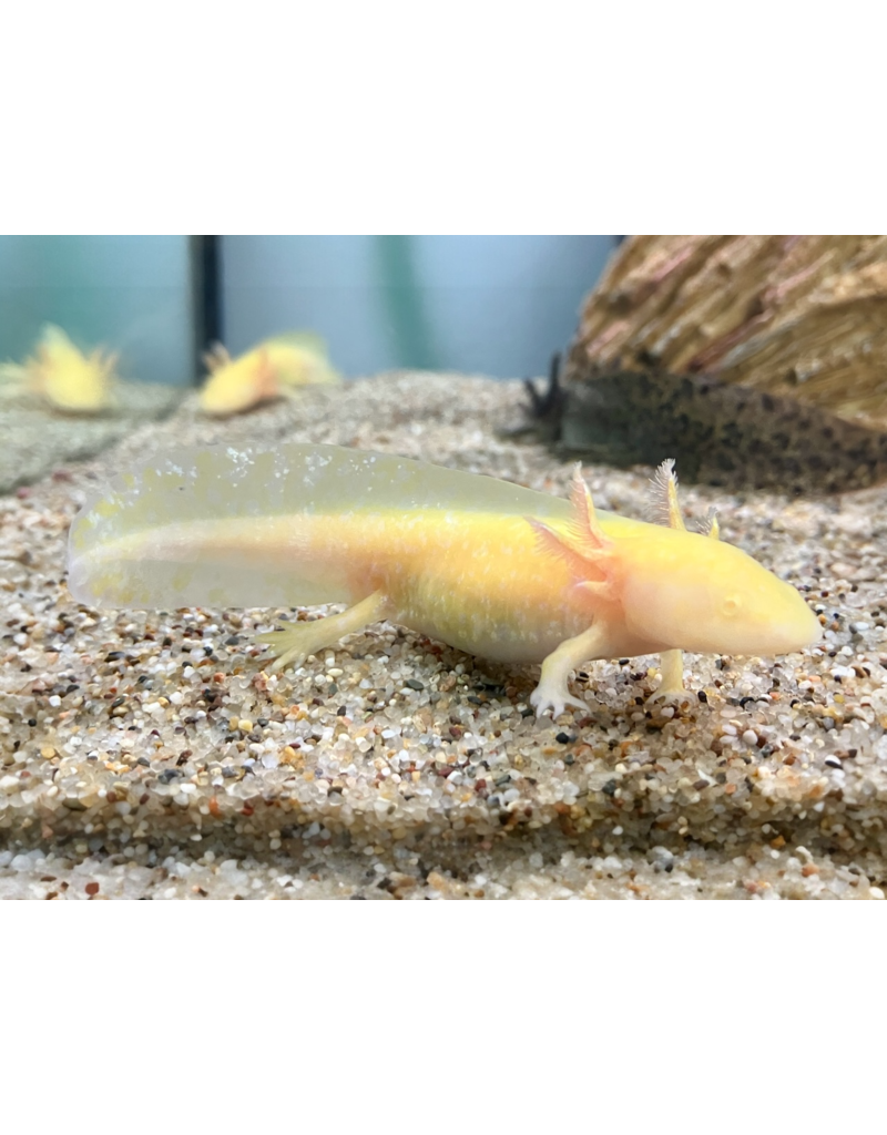 Axolotl - Ambystoma mexicanum "Albino"
