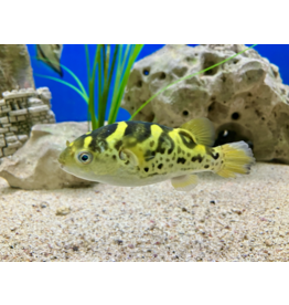 Grüner Flusskugelfisch - Dichtomyctere fluviatilis (Tetraodon)