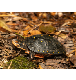 Tropfenschildkröte - Clemmys guttata