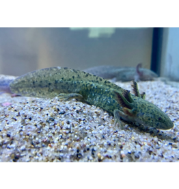 Axolotl - Ambystoma mexicanum "Grau/grün“