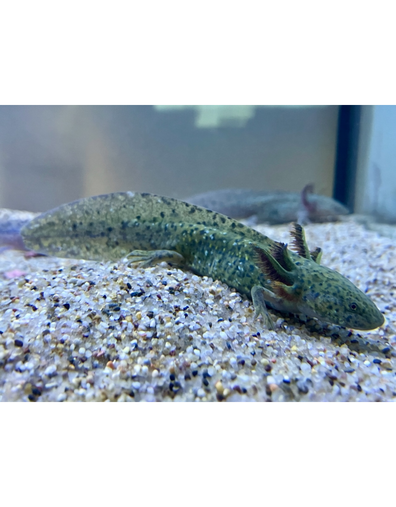Axolotl - Ambystoma mexicanum "Grau/grün“