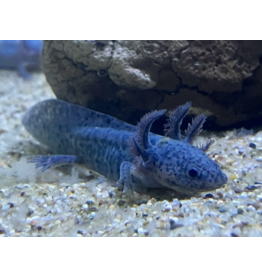 Axolotl - Ambystoma mexicanum "Grau/blau“