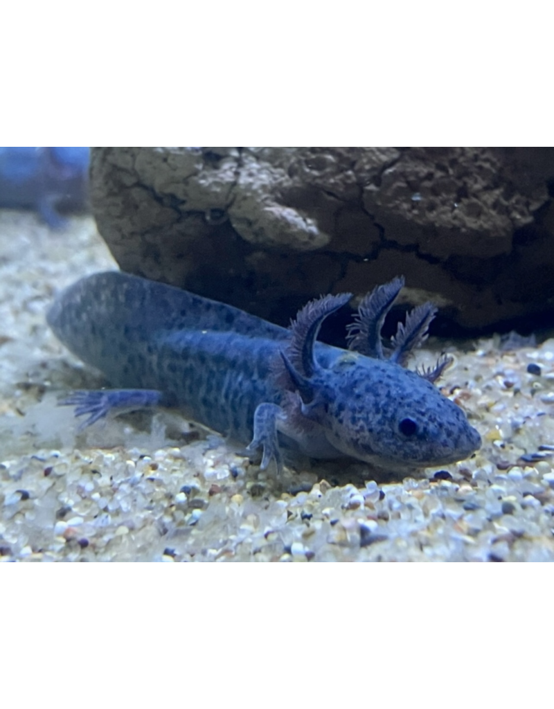 Axolotl - Ambystoma mexicanum "Grau/blau“