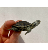 Diamantschildkröte - Malaclemys terrapin centrata "concentric" Originalfoto