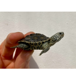 Diamantschildkröte - Malaclemys terrapin centrata "concentric" Originalfoto