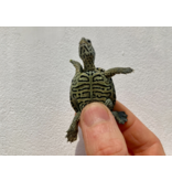 Diamantschildkröte - Malaclemys terrapin centrata "concentric" Originalfoto