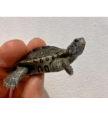Diamantschildkröte - Malaclemys terrapin centrata "concentric" Originalfoto