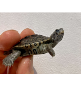 Diamantschildkröte - Malaclemys terrapin centrata "concentric" Originalfoto