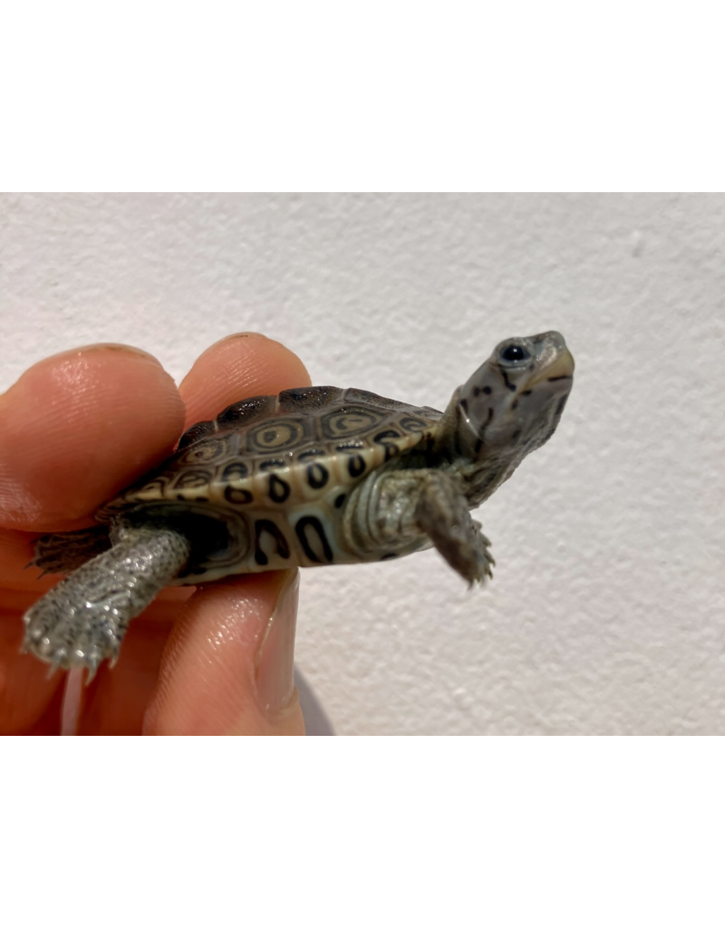 Diamantschildkröte - Malaclemys terrapin centrata "concentric" Originalfoto