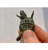 Diamantschildkröte - Malaclemys terrapin centrata "concentric" Originalfoto