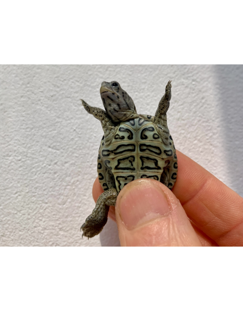 Diamantschildkröte - Malaclemys terrapin centrata "concentric" Originalfoto