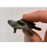 Diamantschildkröte - Malaclemys terrapin centrata "concentric" Originalfoto