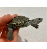 Diamantschildkröte - Malaclemys terrapin centrata "concentric" Originalfoto