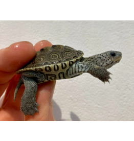 Diamantschildkröte - Malaclemys terrapin centrata "concentric" Originalfoto