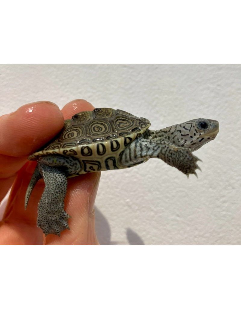 Diamantschildkröte - Malaclemys terrapin centrata "concentric" Originalfoto