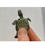 Diamantschildkröte - Malaclemys terrapin centrata "concentric" Originalfoto