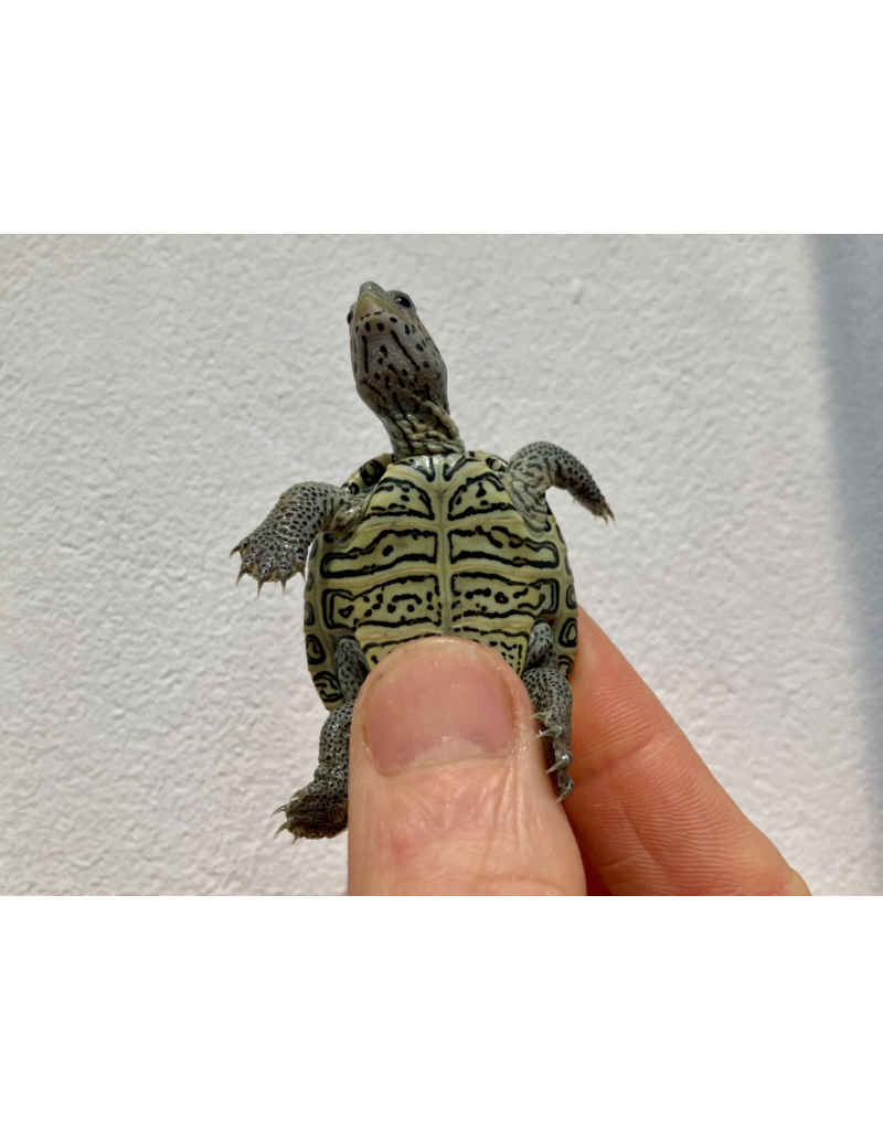 Diamantschildkröte - Malaclemys terrapin centrata "concentric" Originalfoto