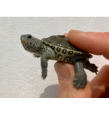 Diamantschildkröte - Malaclemys terrapin centrata "concentric" Originalfoto