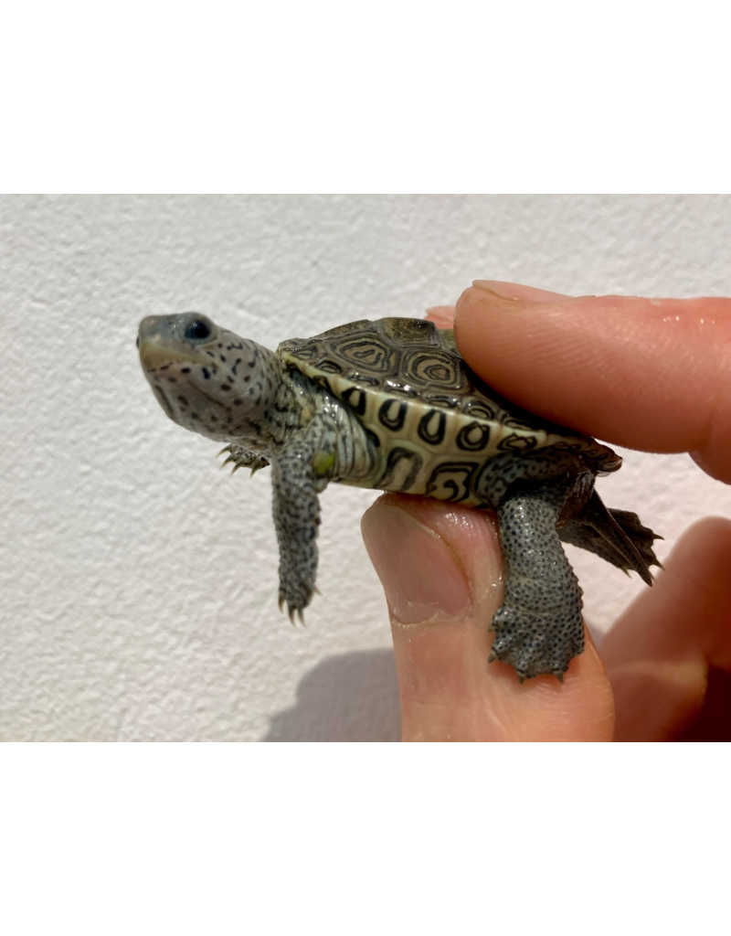 Diamantschildkröte - Malaclemys terrapin centrata "concentric" Originalfoto