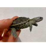 Diamantschildkröte - Malaclemys terrapin centrata "concentric" Originalfoto