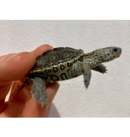 Diamantschildkröte - Malaclemys terrapin centrata "concentric" Originalfoto