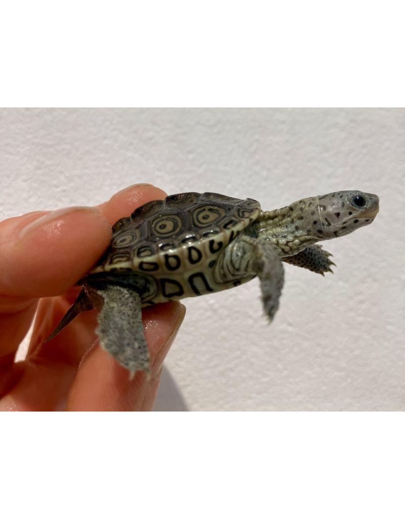 Diamantschildkröte - Malaclemys terrapin centrata "concentric" Originalfoto