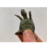 Diamantschildkröte - Malaclemys terrapin centrata "concentric" Originalfoto