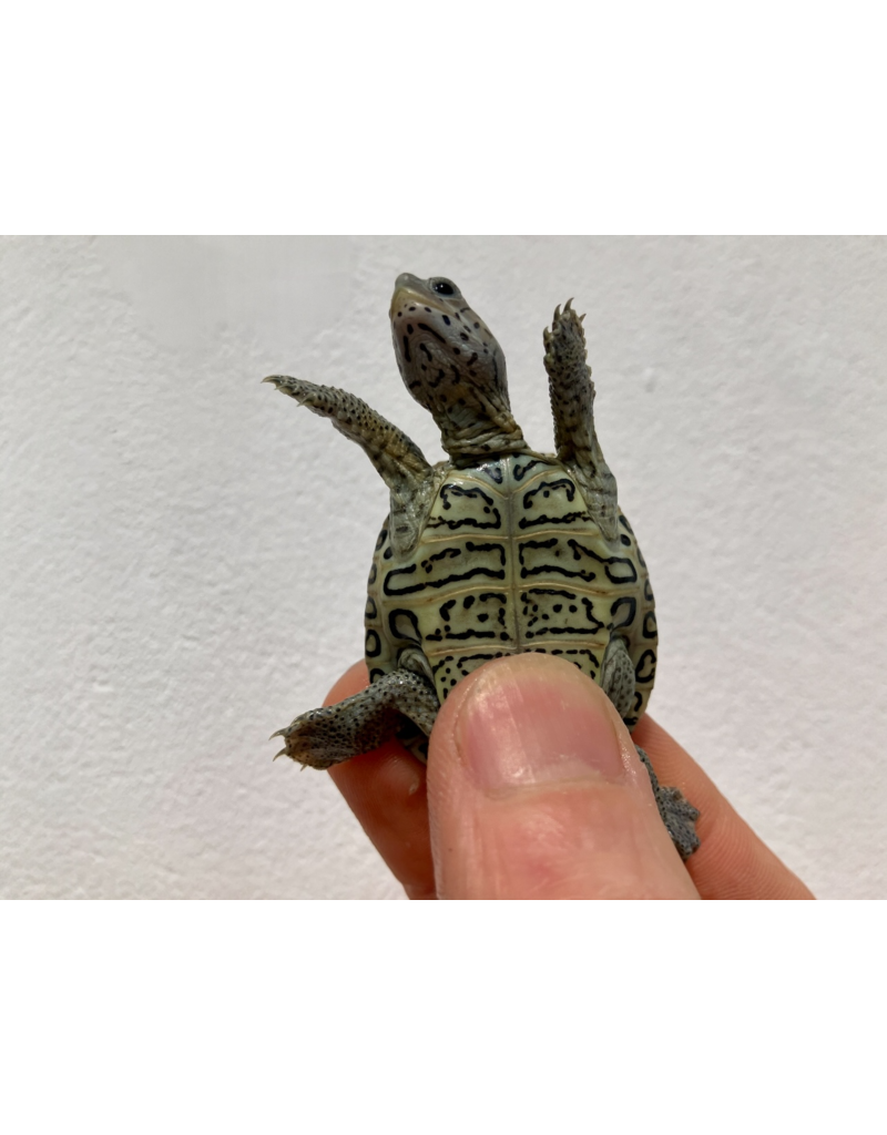 Diamantschildkröte - Malaclemys terrapin centrata "concentric" Originalfoto